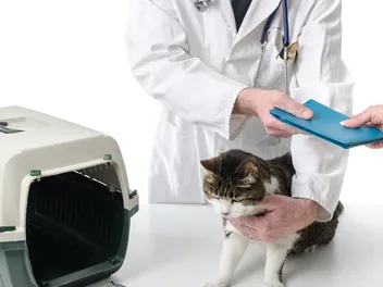 Why Your Cat's Vet Records Are So Important (Vet-Reviewed)