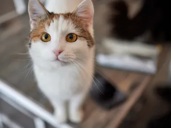Is It True That All Cats Have Eyebrow Whiskers? Vet-Verified Facts & FAQ