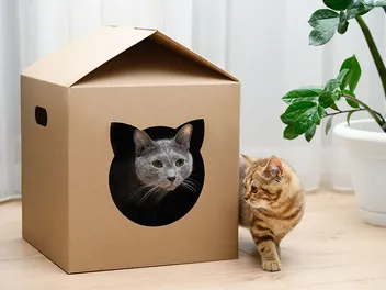 Cardboard Boxes for Cats: Which Size Is Best? Facts & Entertainment Tips