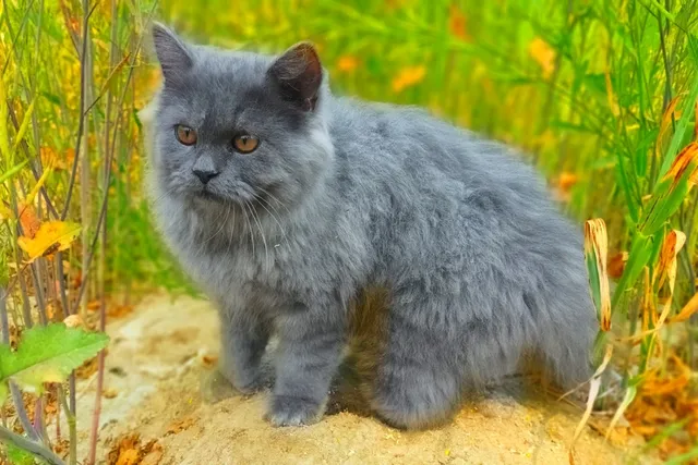 Grey Persian Cat Breed: Info, Pictures, Care & More