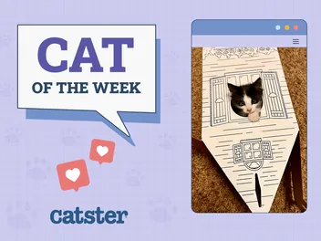 Catster Photo Contest: Cats of the Week Winners (February 5, 2026)