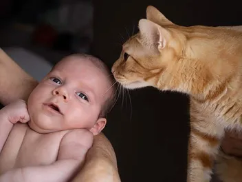 Can A Cat And A Newborn Interact Safely? How to Prepare & Safety Risks