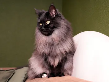 Smoke Maine Coon Cat Breed Info: Pictures, Temperament & Traits