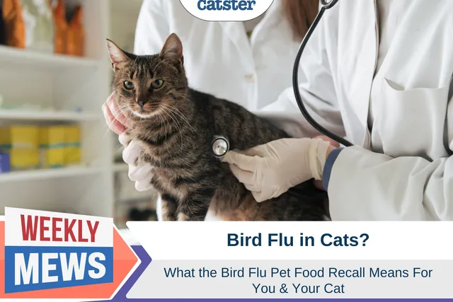 What Does the Bird Flu Pet Food Recall Mean For You & Your Cat?