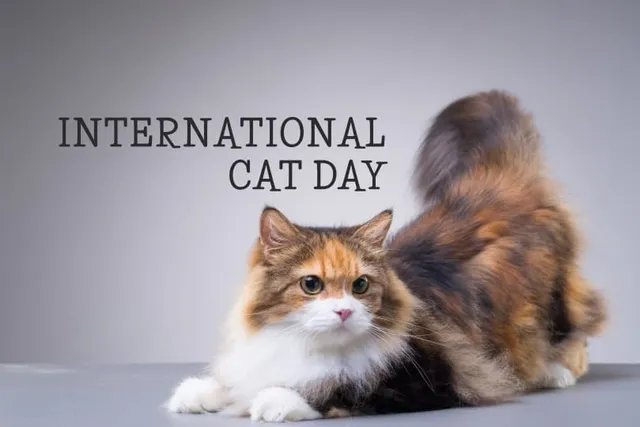 5 Heartfelt Charities & Fundraisers for International Cat Day 2026