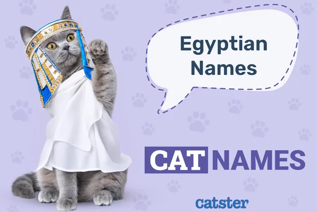 100+ Egyptian Cat Names: Ideas for Enlightened & Divine Cats