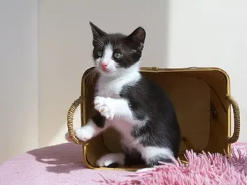 How Do I Know When My Kitten Needs to Pee or Poop? 5 Vet-Approved Signs to Look For!