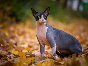 Does a Sphynx Need Sunscreen? 8 Summer Safety Tips (Vet-Reviewed)