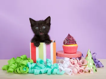 National Kitten Day: When Is It & How to Celebrate (2026 Update)