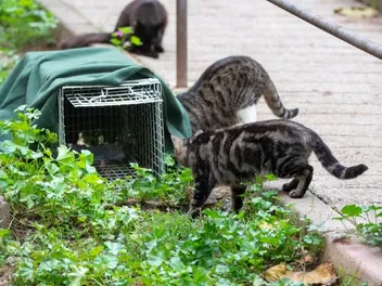 How to Trap a Feral Cat: 9 Vet-Verified Steps for TNR Programs