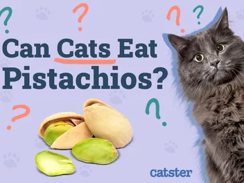 Can Cats Eat Pistachios? Vet-Reviewed Nutritional Facts