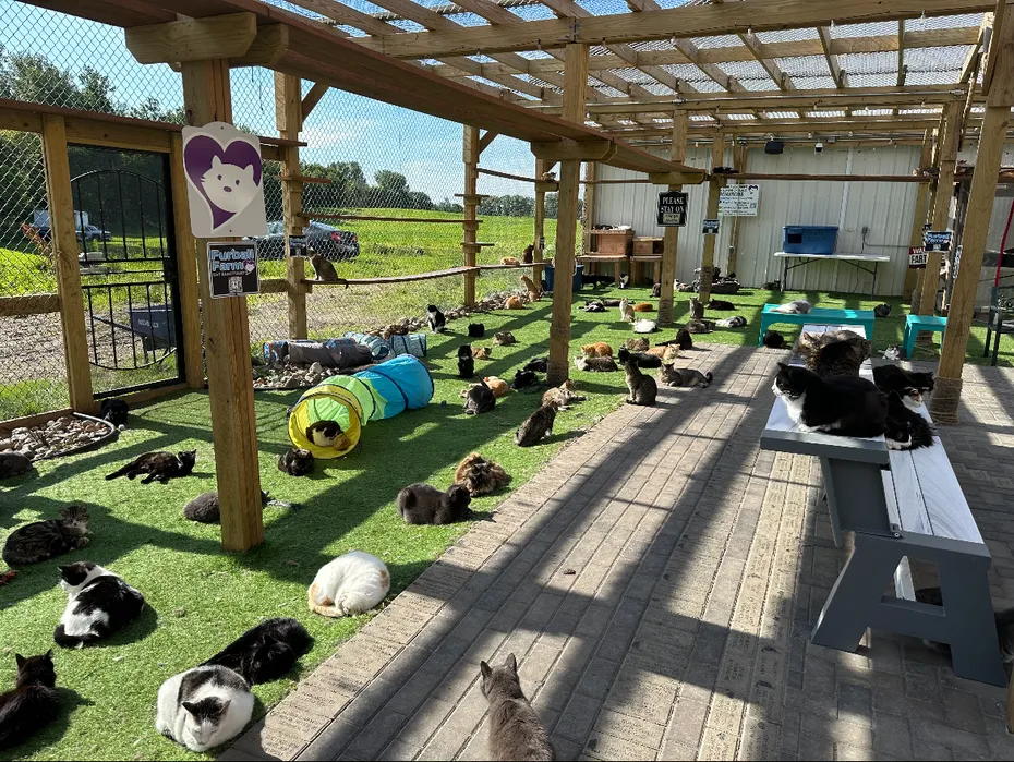 furball farm cat sanctuary 2