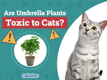 Are Umbrella Plants Toxic to Cats? Vet Approved Toxicity Explained