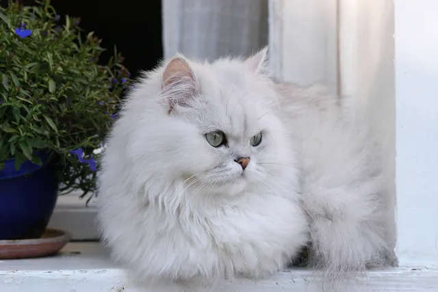 Silver Persian Cat: Info, Pictures, History & More