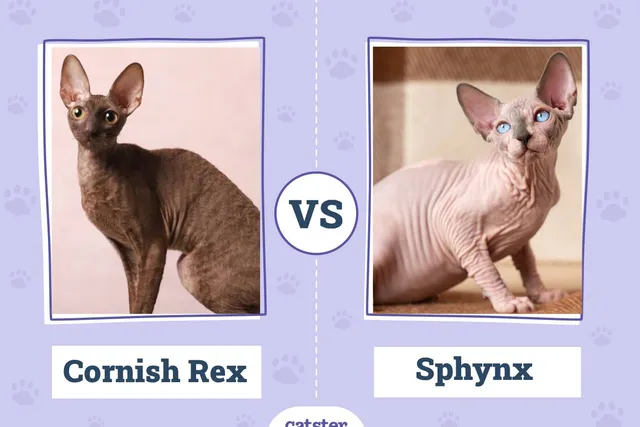 Cornish Rex vs. Sphynx: Differences Explained (With Pictures)