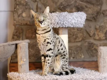 Are Savannah Cats Legal in California? Vet Approved Facts & Care Tips