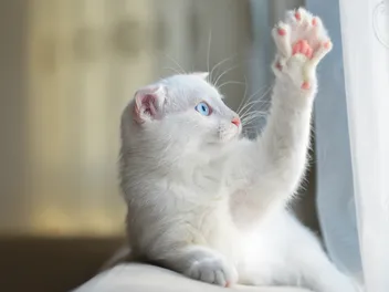 Can Cats Have Tics? Vet-Verified Signs, Causes, Treatment & More