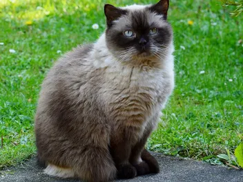 How Much Does a British Shorthair Cost? 2026 Price Overview
