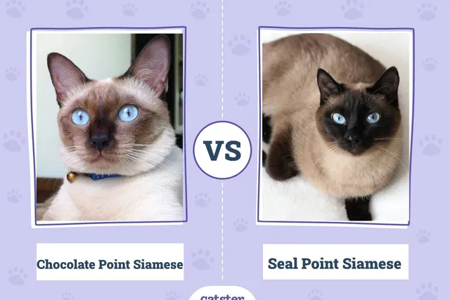 Chocolate Point vs Seal Point Siamese Cat: Key Differences (With Pictures)
