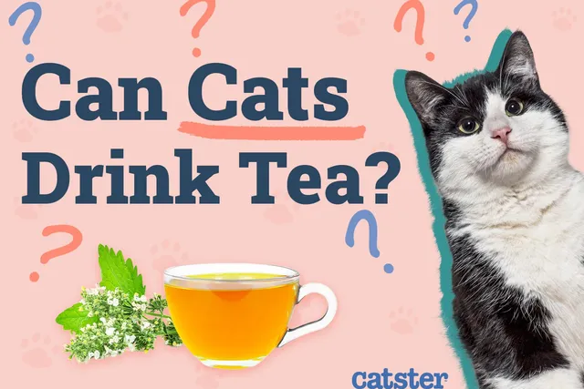 Can Cats Drink Tea? Vet-Approved Nutrition Advice