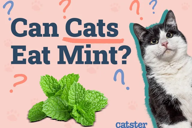 Can Cats Eat Mint? Vet-Verified Facts & Advice