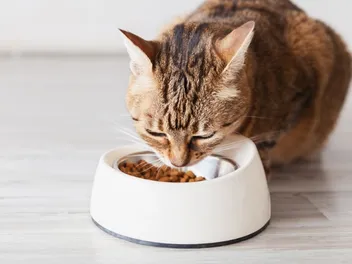My Cat Won't Eat: Causes, Feeding Recomendations & When To Worry (Vet-Verified)