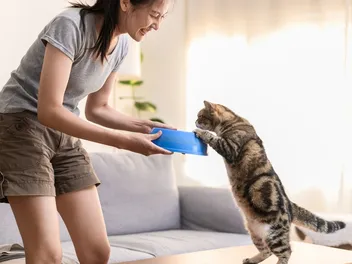 Can I Feed My Cat Different Brands Of Food? Vet Approved Advice