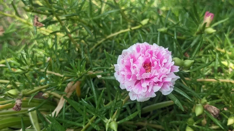 Portulaca grandiflora or Moss-rose purslane grows in a pot and has a beautiful pink color