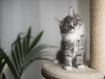 How to Name Your Cat: Picking the Perfect Name For Your New Kitten