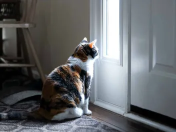 How To Make An Outdoor Cat Into An Indoor Cat