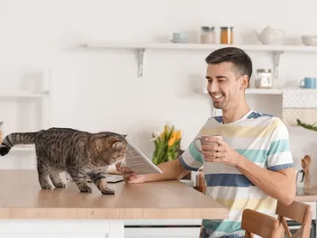 10 Top Cat Cafes in the US in 2026