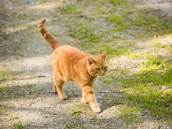 How Long Do Outdoor Cats Live?? Average Lifespan & Info