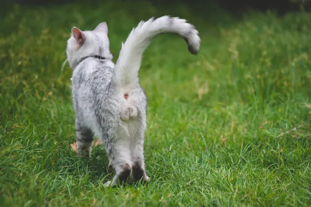 6 Interesting Facts About Cats' Testicles & Vet Approved Neutering Advice