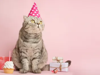 14 Essential Cat Party Supplies for a Kitty-Themed Event