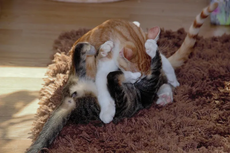 two cats fighting