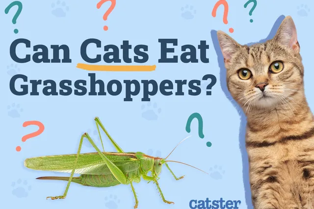 Can Cats Eat Grasshoppers? Vet-Approved Nutrition Facts