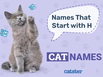 Most Popular Cat Names That Start With H for Your Happy Kitty