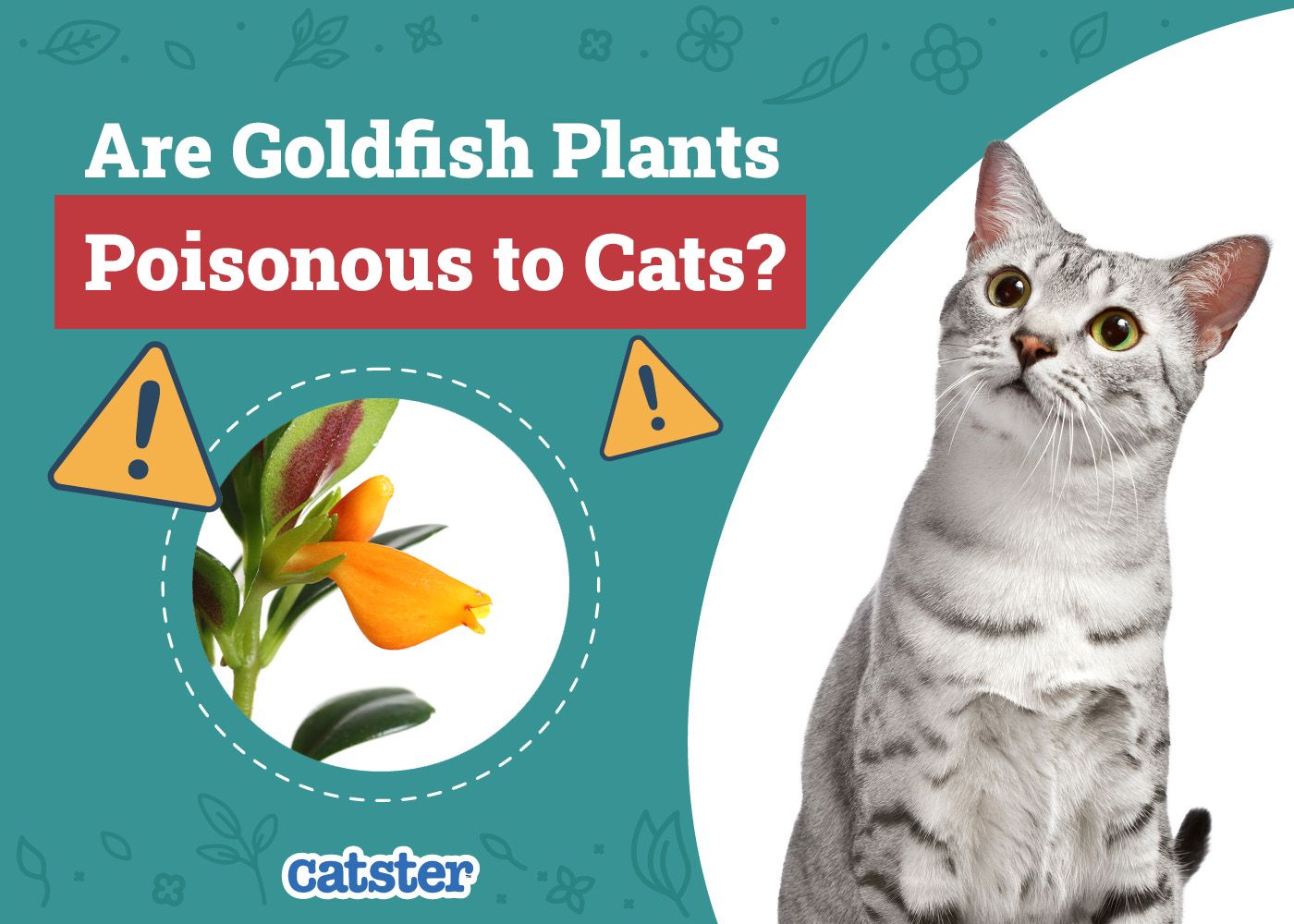 Catster_Are Goldfish Plants Poisonous to Cats