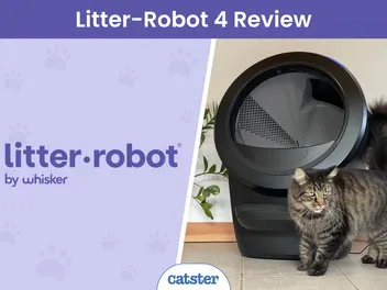 Litter Robot 4 Review 2026: How It Measured Up in My Multi-Cat Home