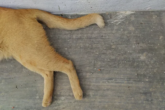 What Causes Lumps on the Rear Legs of Cats? 4 Common Causes (Vet Answer)