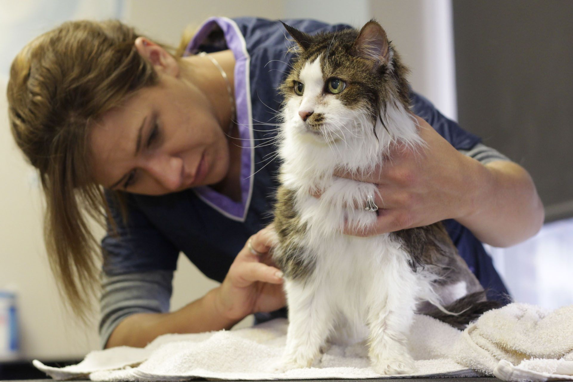 vet-checking-norwegian-forest-cat