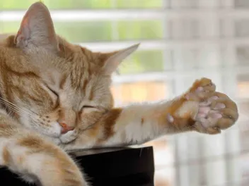 What Are Polydactyl Cats? Why Are They Called Hemmingway's Cats?