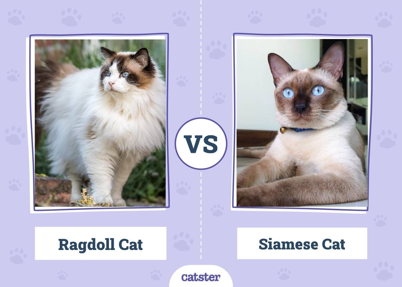 Ragdoll vs Siamese cat