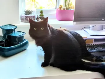 Zelda Likes Her Water Shaken, Not Stirred (with Video)