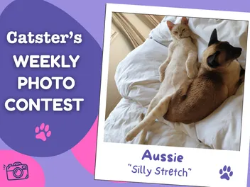 Catster’s Weekly Photo Contest Winners: Silly Stretch (August 31, 2026)