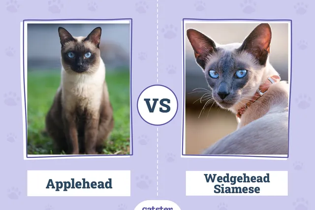 Applehead vs. Wedgehead Siamese: Key Differences (With Info & Pictures)