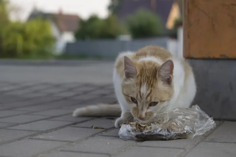 cat eating plastic