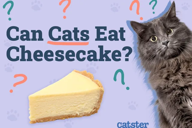Can Cats Eat Cheesecake? Vet-Verified Nutritional Facts