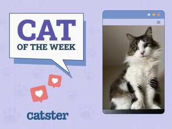 Catster Photo Contest: Cats of the Week Winners (November 28, 2024)