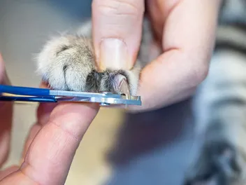 How to Trim Cat Nails at Home: Vet-Approved Steps, Tips, & Advice